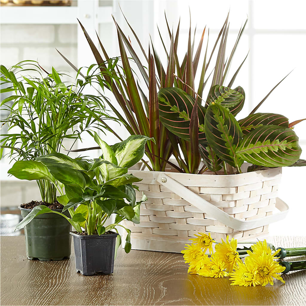 Florist Designed Blooming and Green Plants in a Basket – Olas Flower, Bothell WA