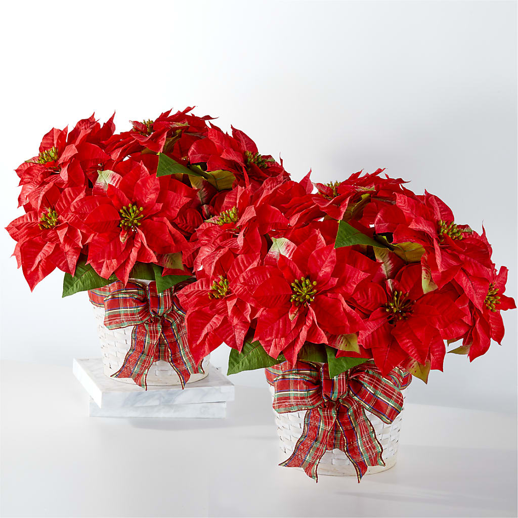 Happiest Holidays Poinsettia Bundle – Olas Flower, Bothell WA