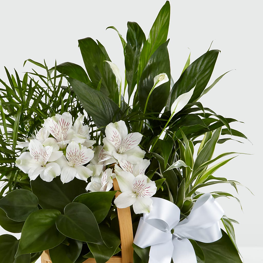 Peace & Serenity Dishgarden – Olas Flower, Bothell WA