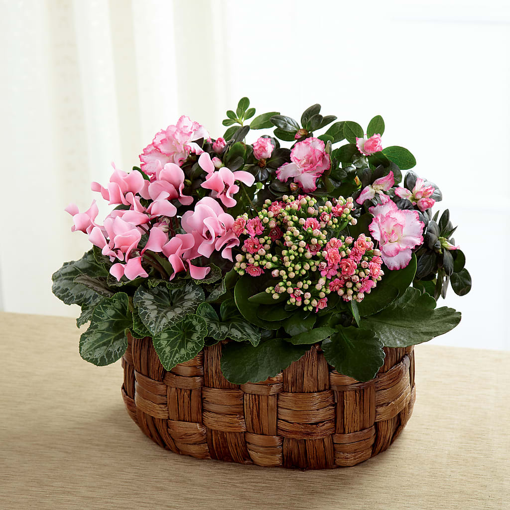 Pink Assortment – Olas Flower, Bothell WA