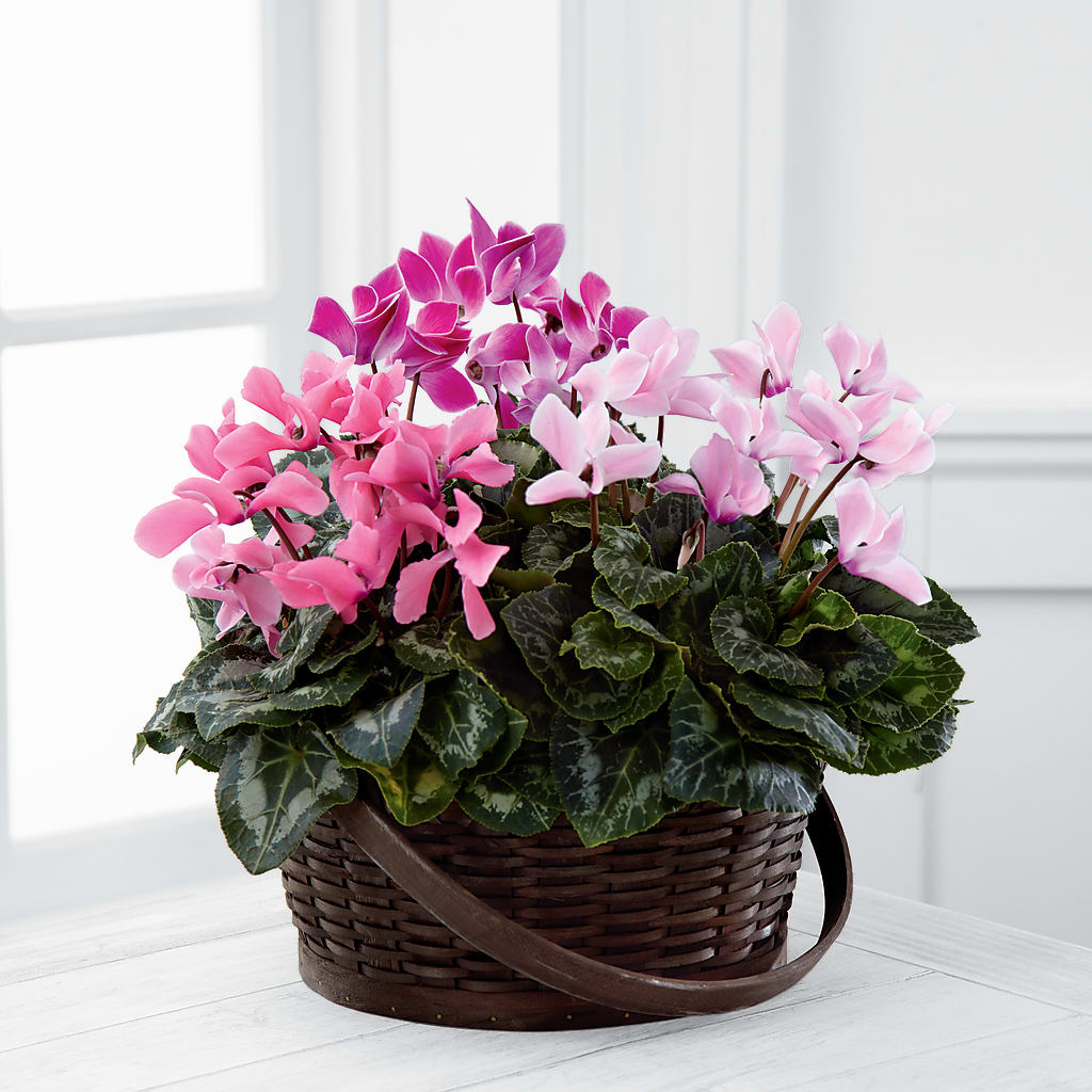 Mixed Cyclamen Planter – Olas Flower, Bothell WA