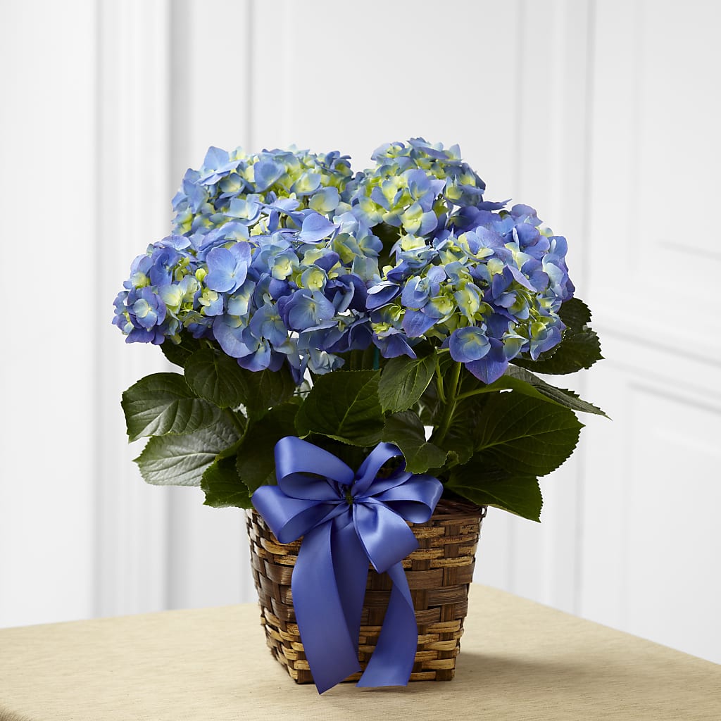 Blue Hydrangea Planter – Olas Flower, Bothell WA