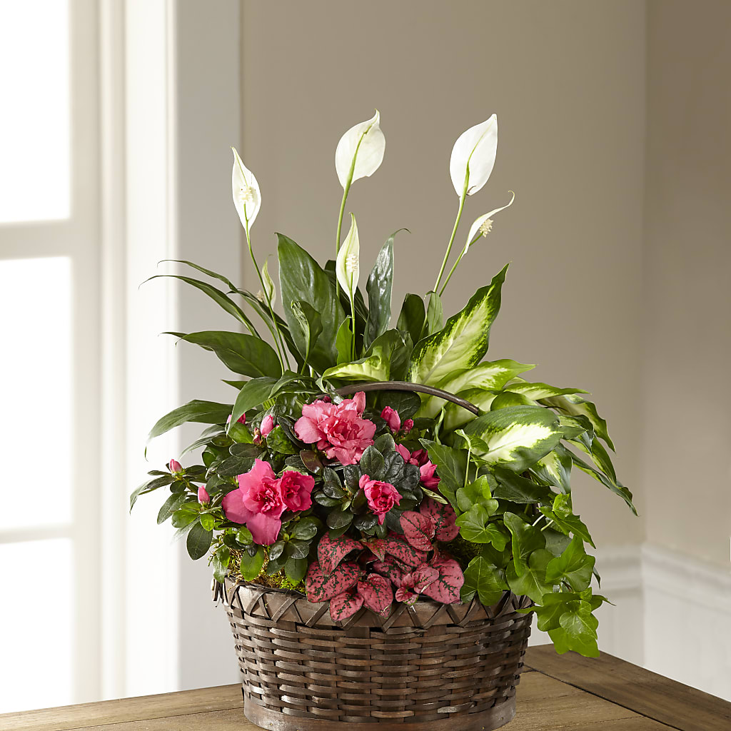 Dream in Pink Dishgarden – Olas Flower, Bothell WA