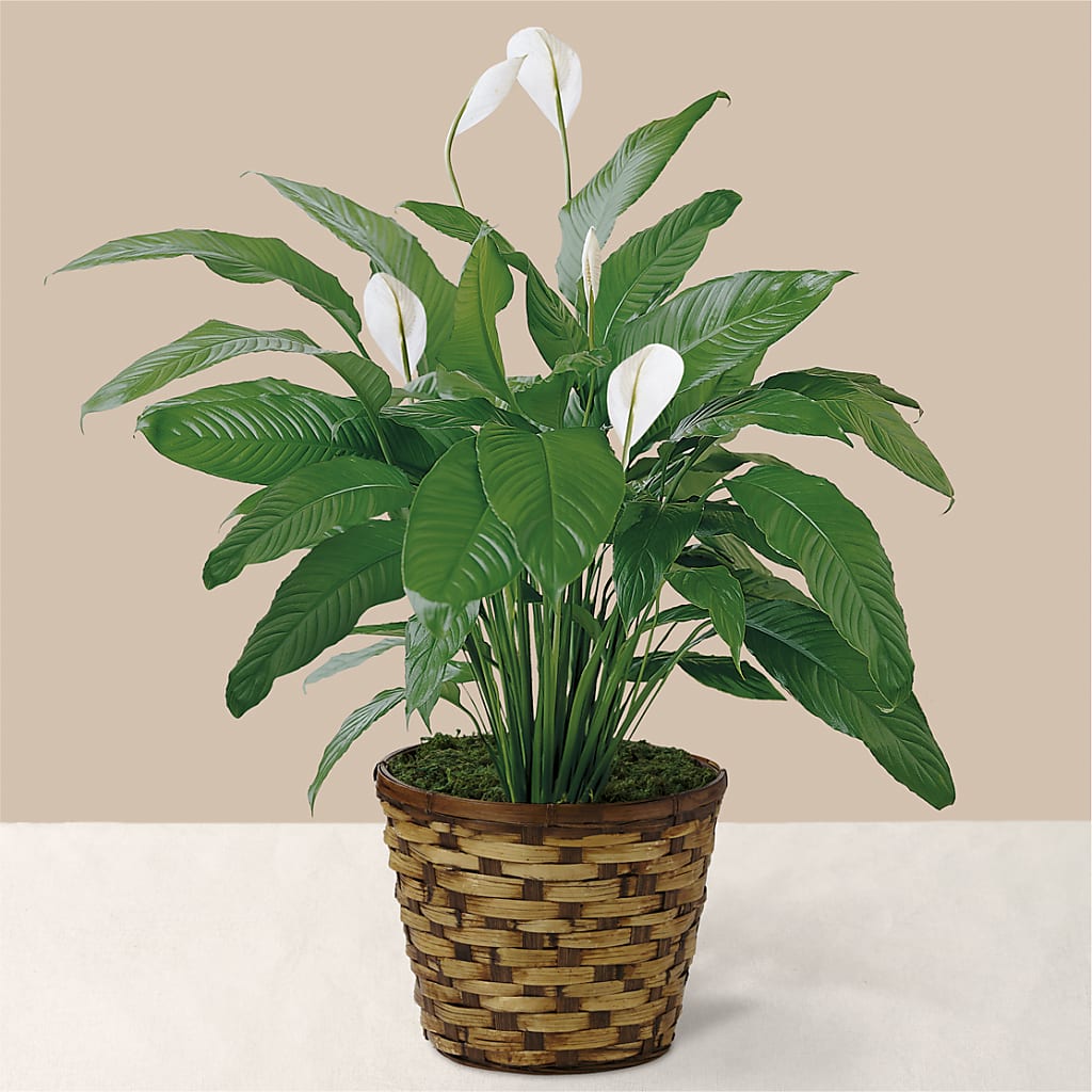 Tranquil Moments Peace Lily Plant – Olas Flower, Bothell WA