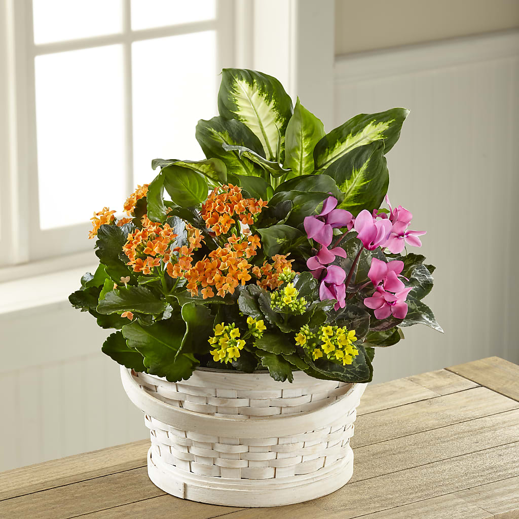 Color Crush Dishgarden – Olas Flower, Bothell WA