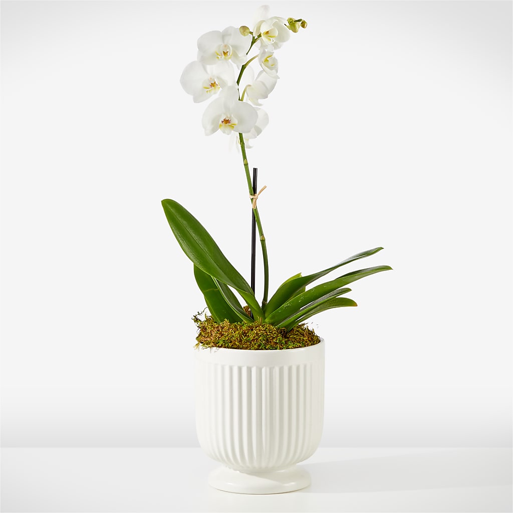 Whispering White Orchid – Olas Flower, Bothell WA