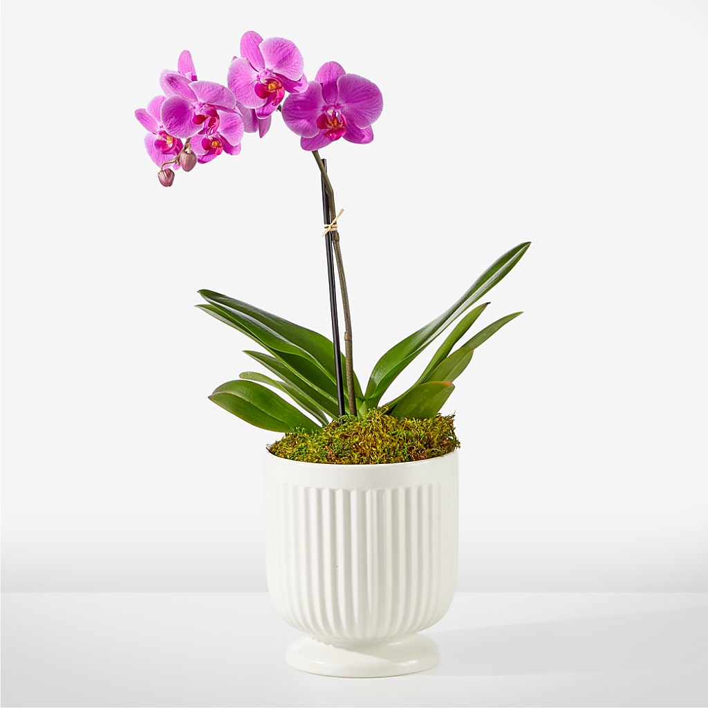 Friendly Fuchsia Orchid – Olas Flower, Bothell WA