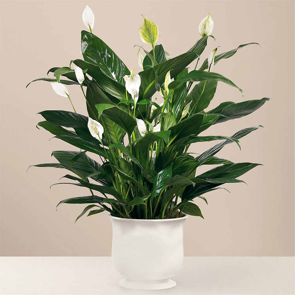 Comfort Planter – Olas Flower, Bothell WA