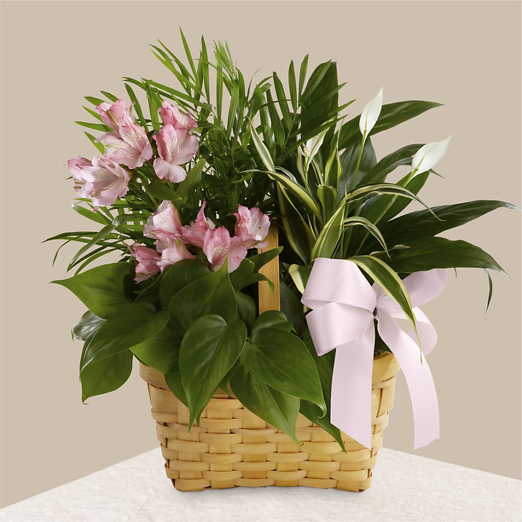 Living Spirit Dishgarden – Olas Flower, Bothell WA