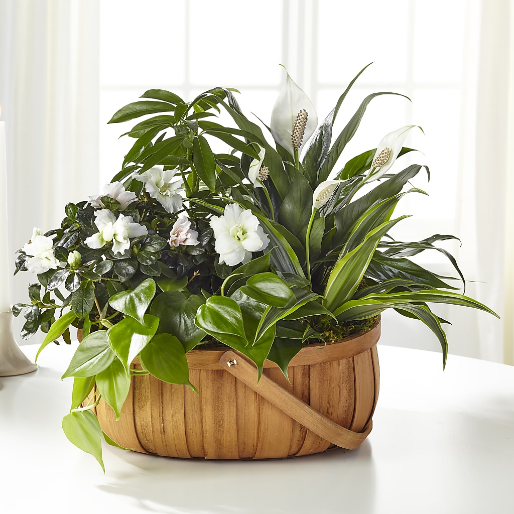 Serene Dishgarden – Olas Flower, Bothell WA