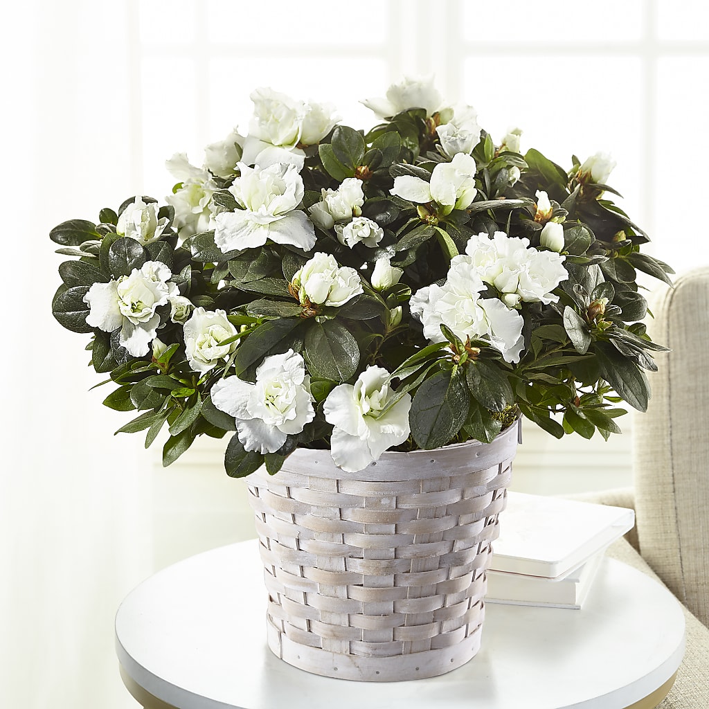 White Azalea Plant – Olas Flower, Bothell WA