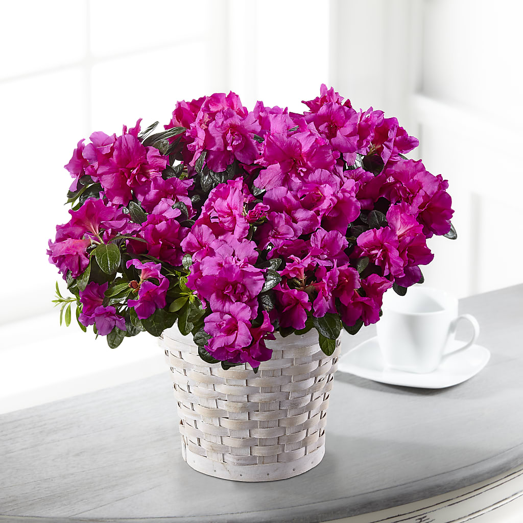 Hope & Serenity Azalea Plant – Olas Flower, Bothell WA