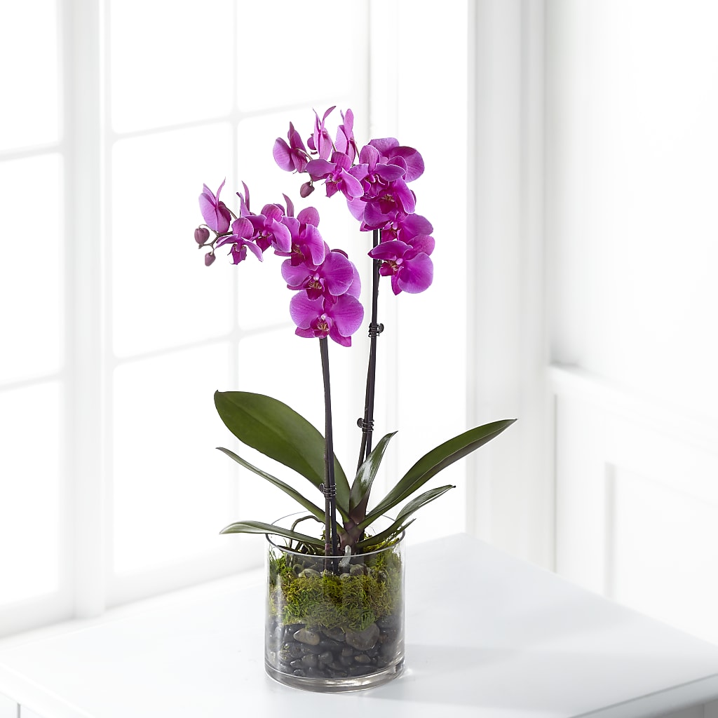 Pink Orchid Plant – Olas Flower, Bothell WA