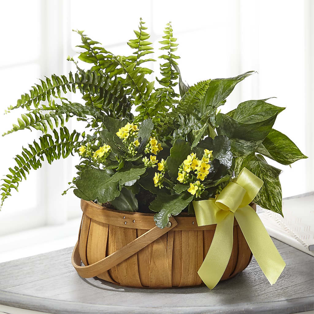 Always Dear Dishgarden – Olas Flower, Bothell WA