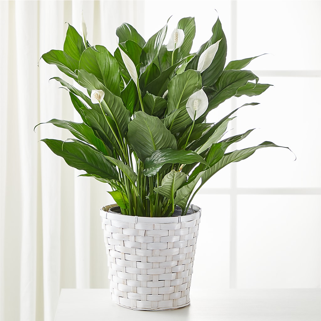 A New Leaf Peace Lily – Olas Flower, Bothell WA