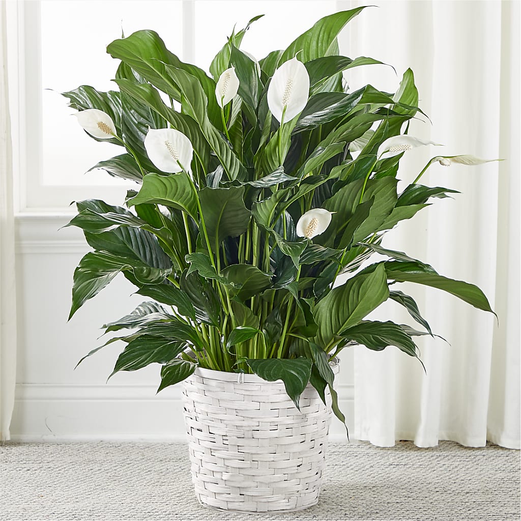 A New Leaf Peace Lily – Olas Flower, Bothell WA