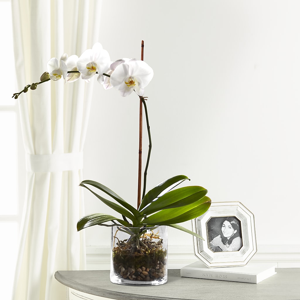 White Orchid Planter – Olas Flower, Bothell WA