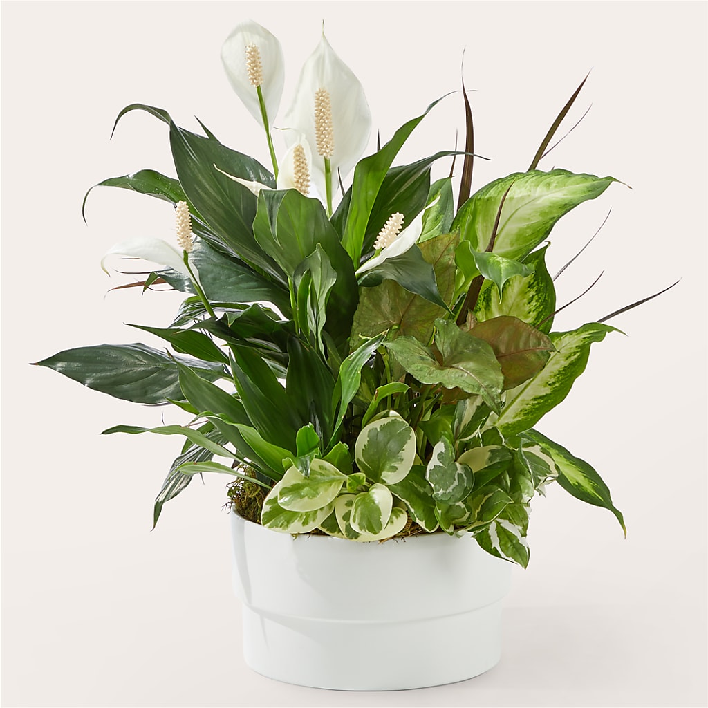 Radiating Positivity Dishgarden – Olas Flower, Bothell WA