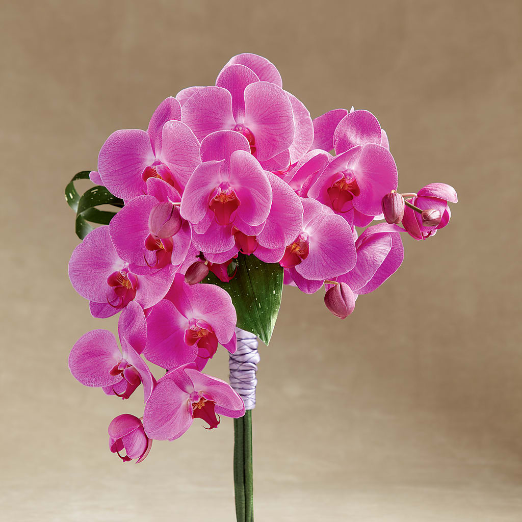 Glorious Bouquet – Olas Flower, Bothell WA