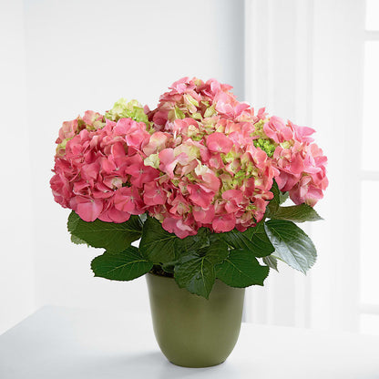 Pink Hydrangea Planter –  Olas Flower, Bothell WA