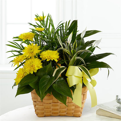 Loving Light Dishgarden –  Olas Flower, Bothell WA
