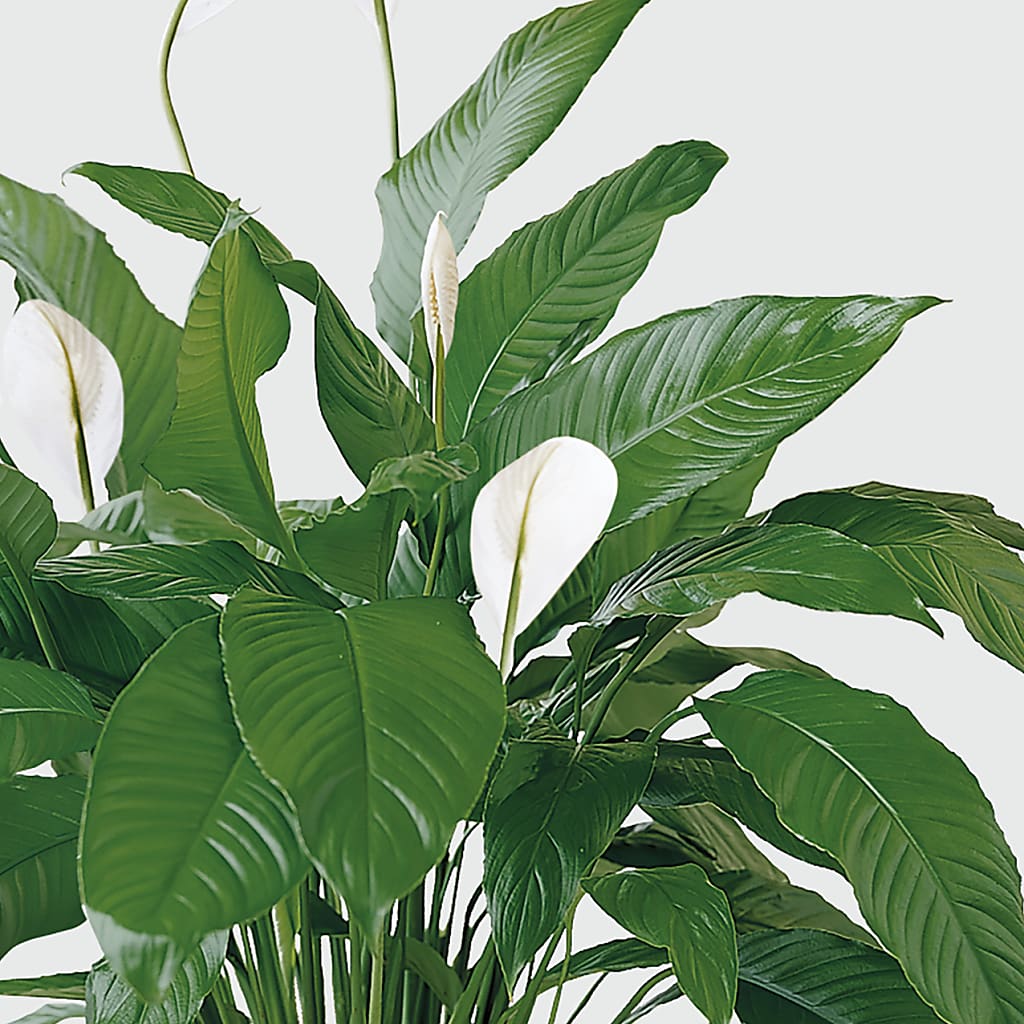 Tranquil Moments Peace Lily Plant –  Olas Flower, Bothell WA