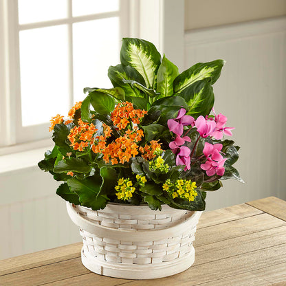 Color Crush Dishgarden –  Olas Flower, Bothell WA