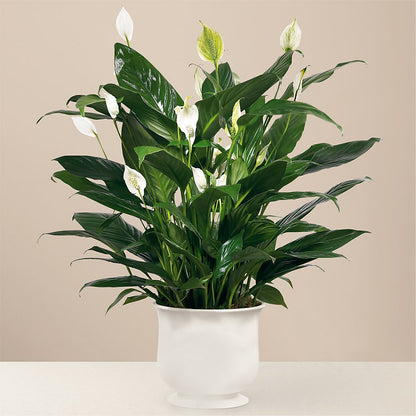 Comfort Planter –  Olas Flower, Bothell WA