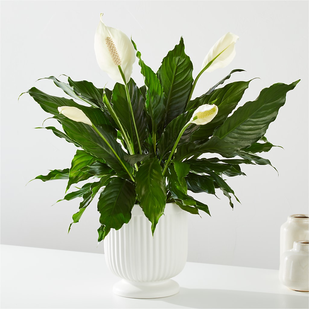 Comfort Planter –  Olas Flower, Bothell WA