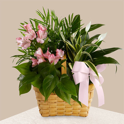 Living Spirit Dishgarden –  Olas Flower, Bothell WA