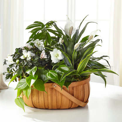 Serene Dishgarden –  Olas Flower, Bothell WA