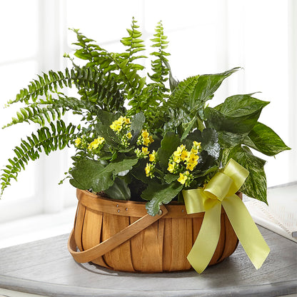 Always Dear Dishgarden –  Olas Flower, Bothell WA