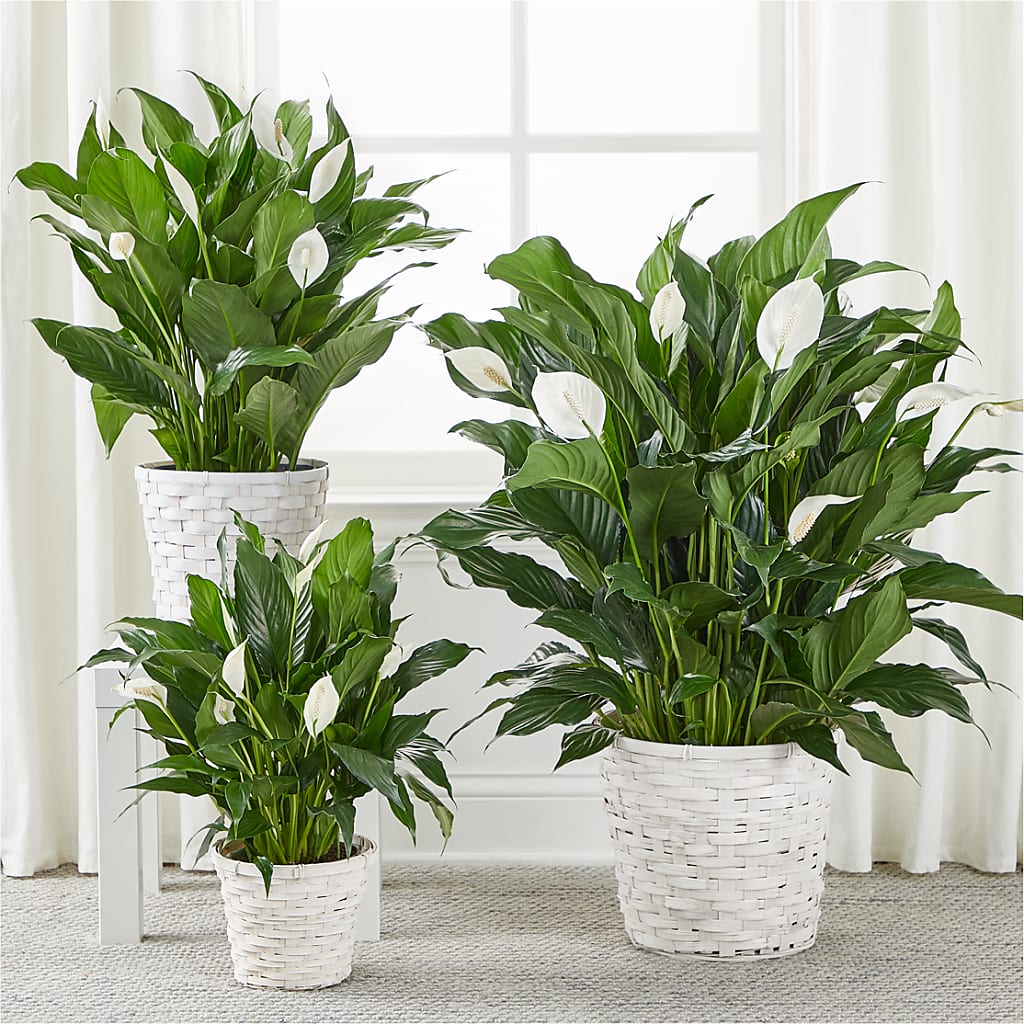 A New Leaf Peace Lily –  Olas Flower, Bothell WA