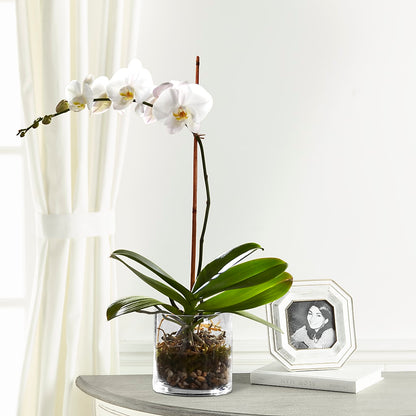 White Orchid Planter –  Olas Flower, Bothell WA