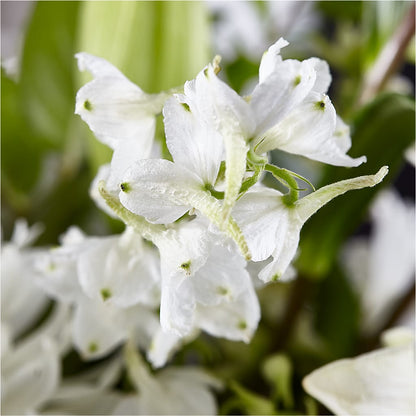 Classic Ivory – A Florist Original –  Olas Flower, Bothell WA
