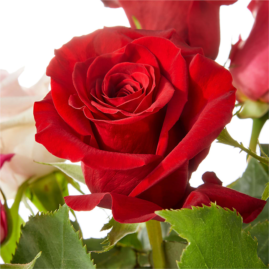 Love Notes Rose Bouquet –  Olas Flower, Bothell WA